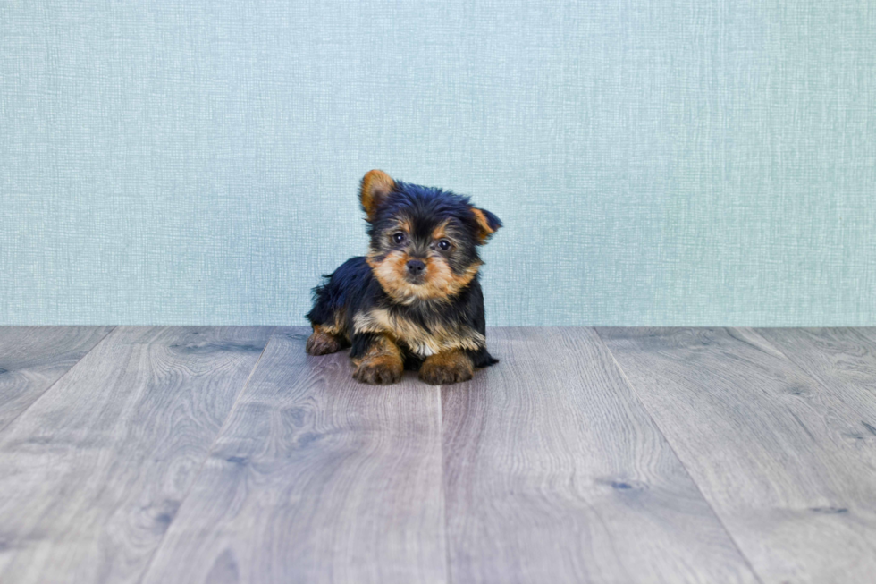 Meet Sasha - our Yorkshire Terrier Puppy Photo 