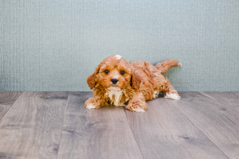 Funny Cavapoo Poodle Mix Pup