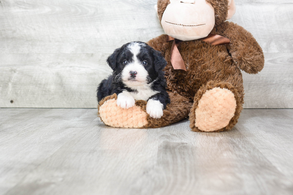 Mini Bernedoodle Pup Being Cute