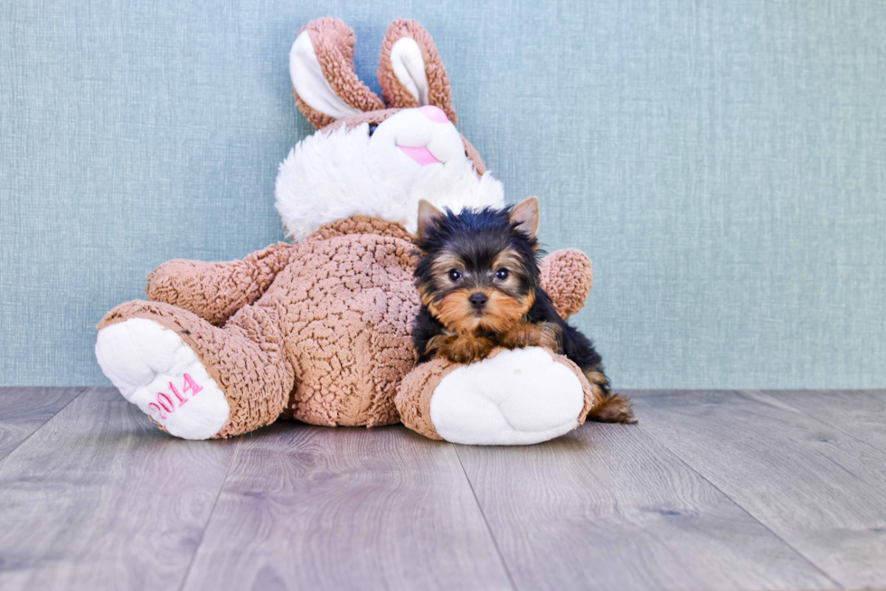 Meet Beckham - our Yorkshire Terrier Puppy Photo 