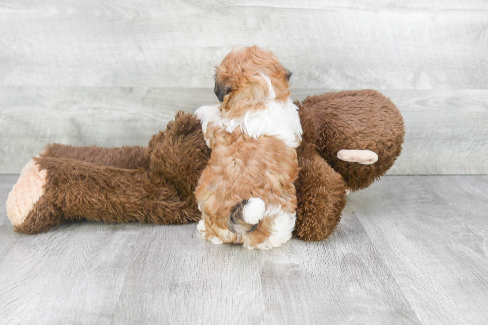 Funny Teddy Bear Designer Pup