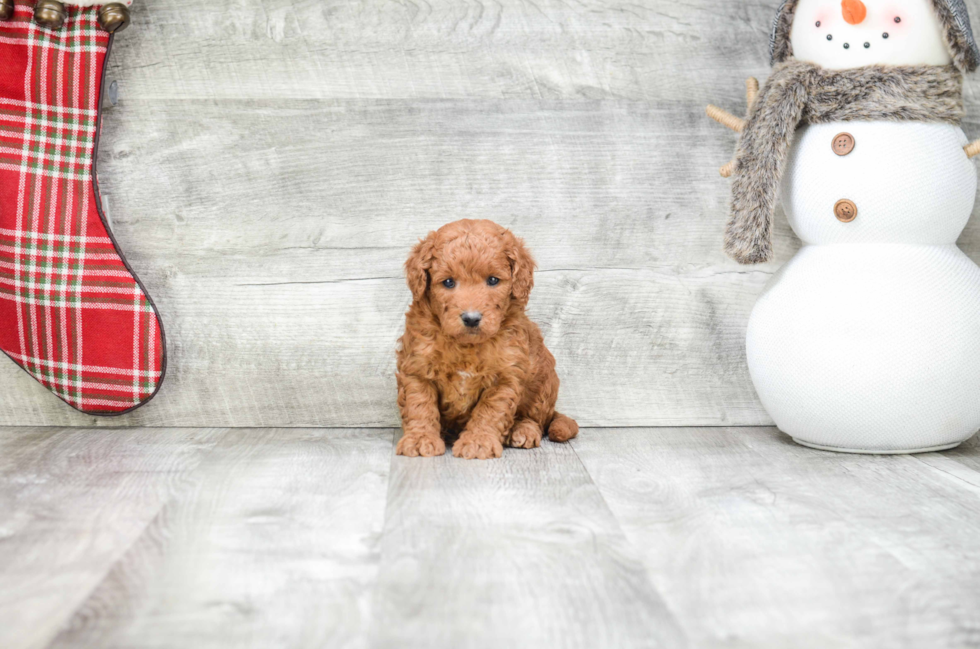 Best Mini Goldendoodle Baby