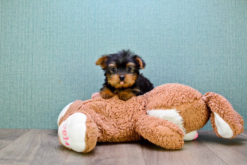 Meet Bella - our Yorkshire Terrier Puppy Photo 