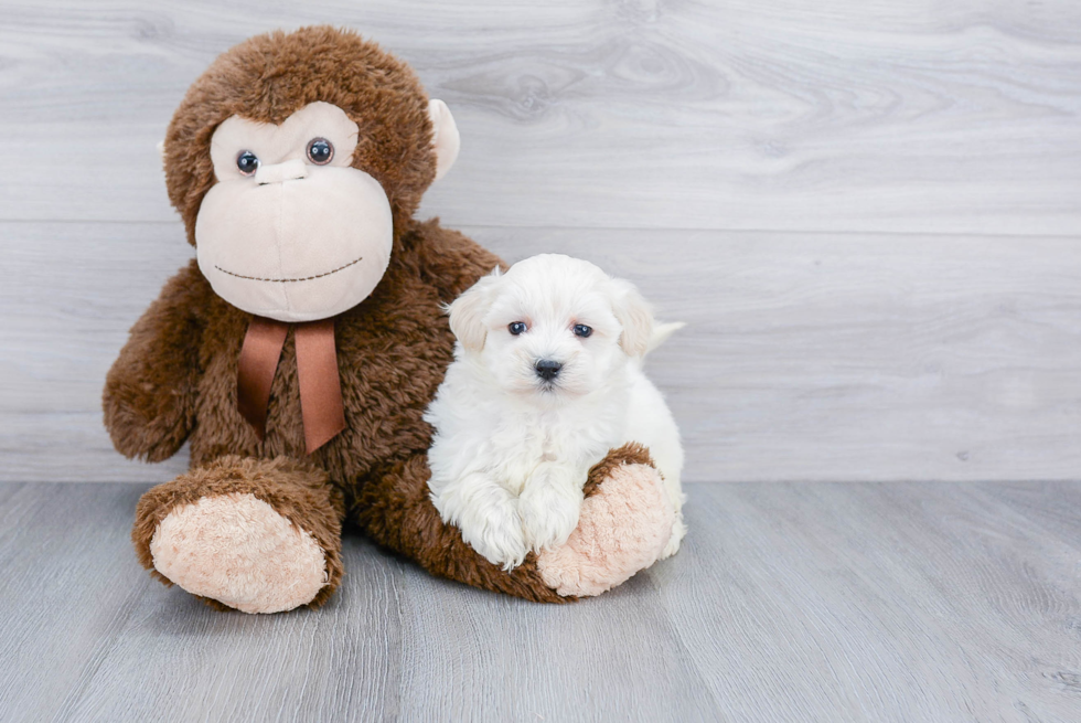 Energetic Maltese Poodle Poodle Mix Puppy