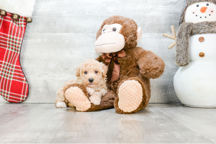 Adorable Maltese Poodle Poodle Mix Puppy