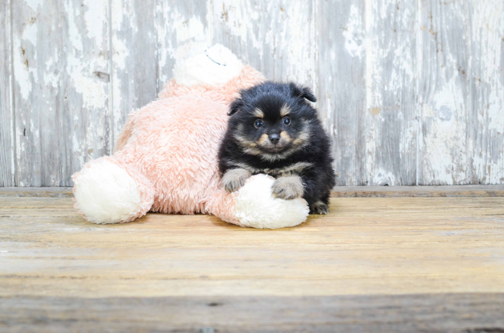 Small Pomeranian Purebred Pup