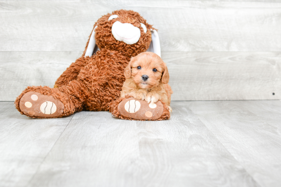 Cavachon Pup Being Cute