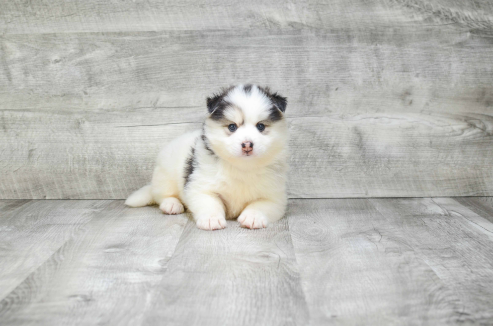 Adorable Mini Husky Designer Puppy