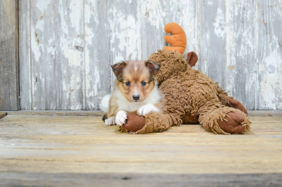 Sheltie Puppy for Adoption