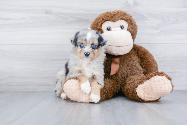 Mini Aussie Puppy for Adoption