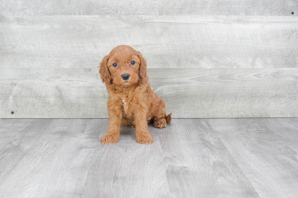 Best Mini Goldendoodle Baby