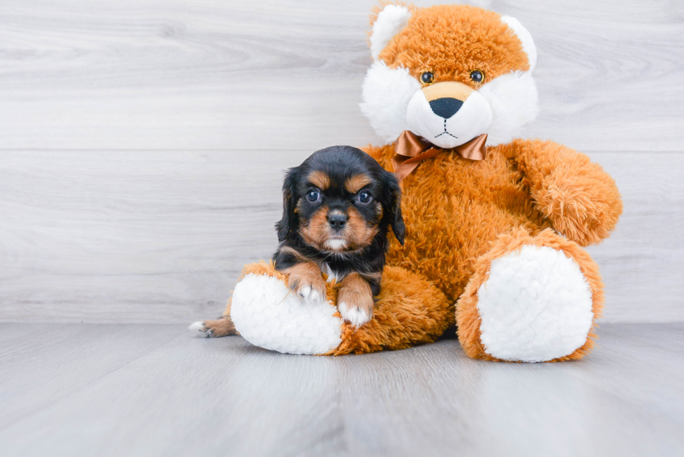 Adorable Cavalier King Charles Spaniel Purebred Puppy