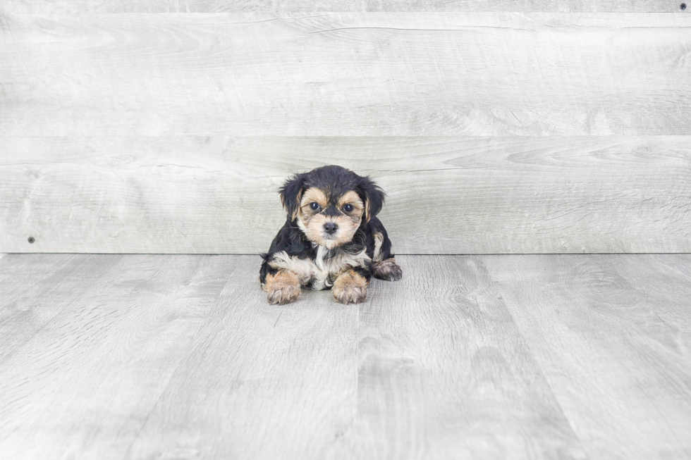 Best Morkie Baby