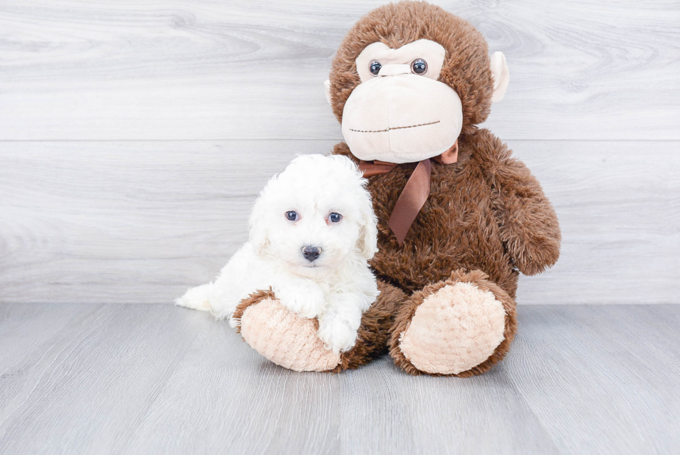 Popular Bichon Frise Baby