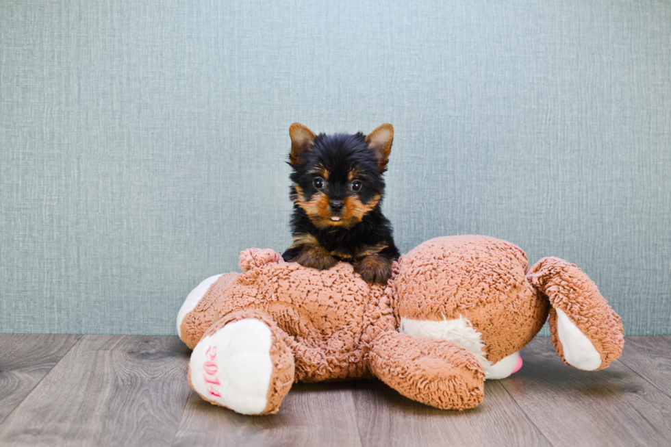 Meet Zoro - our Yorkshire Terrier Puppy Photo 