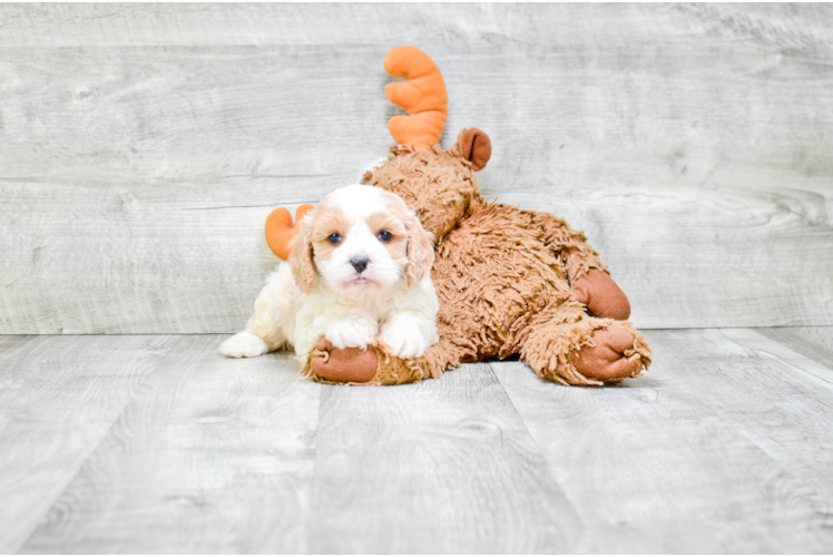 Small Cavapoo Baby