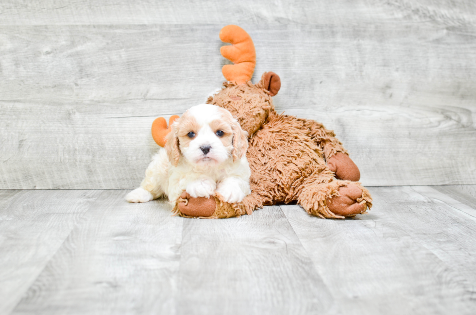 Small Cavapoo Baby