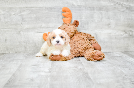 Small Cavapoo Baby