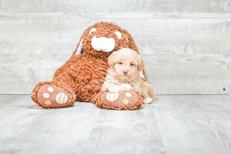 Teddy Bear Pup Being Cute