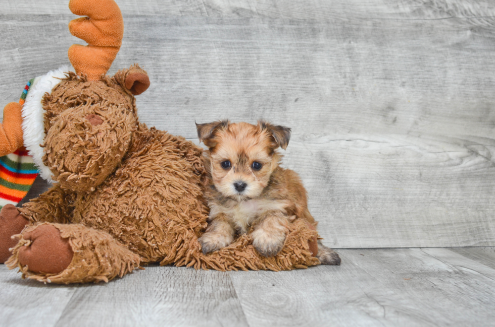 Morkie Pup Being Cute