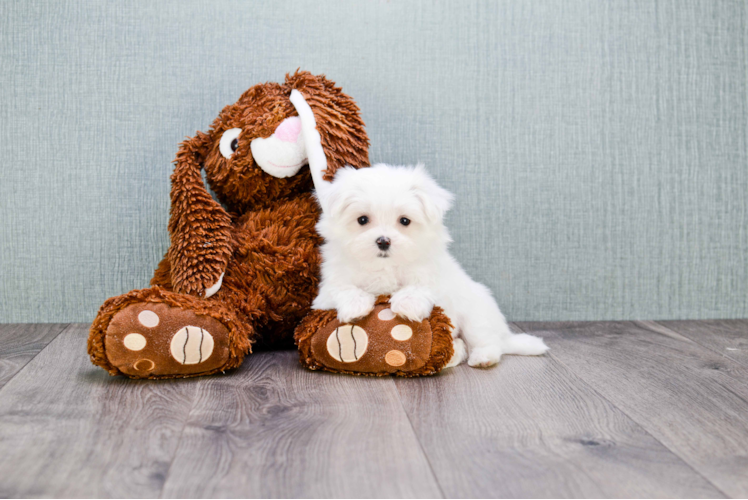 Funny Maltese Purebred Pup