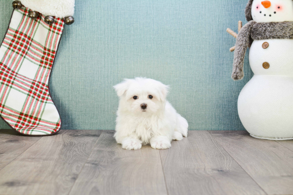 Maltese Pup Being Cute