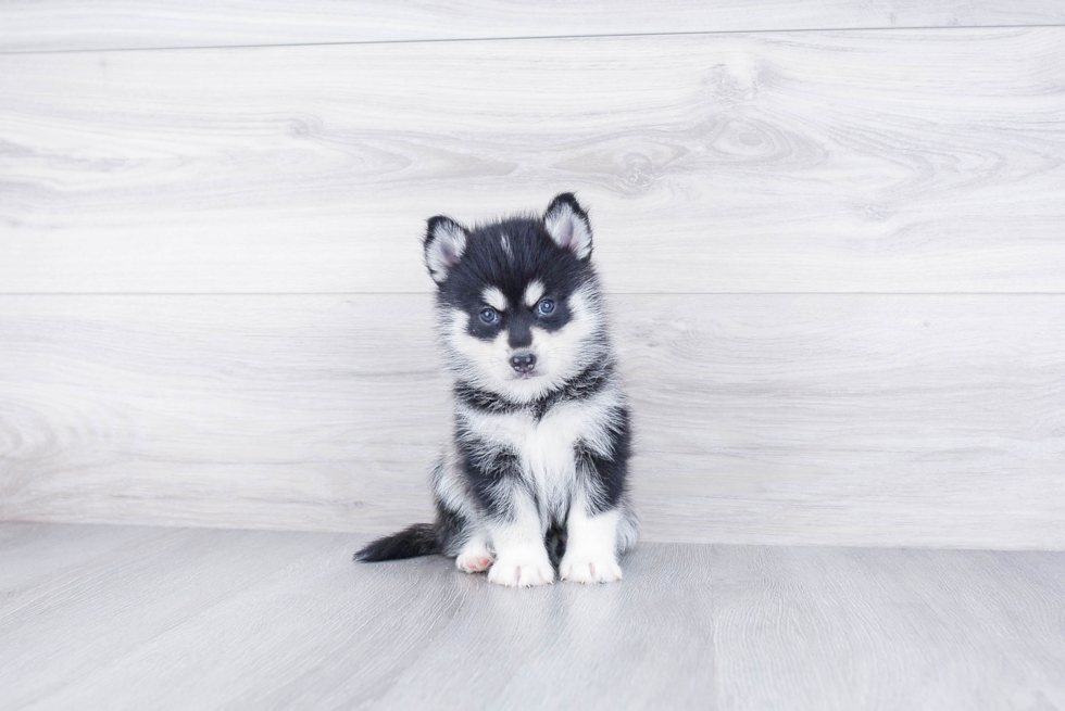 Sweet Pomsky Baby