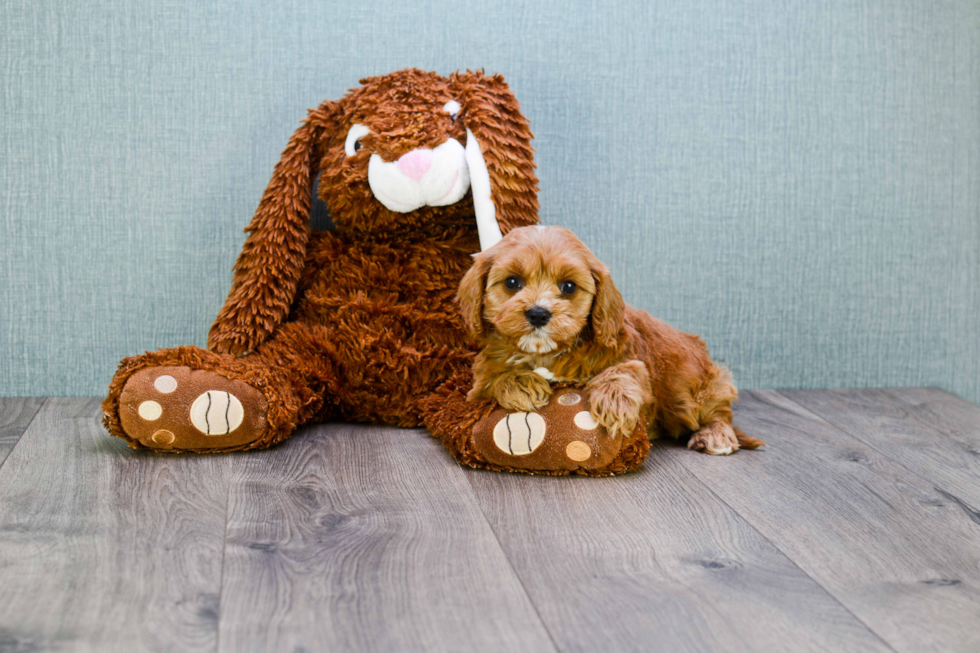 Petite Cavapoo Poodle Mix Pup