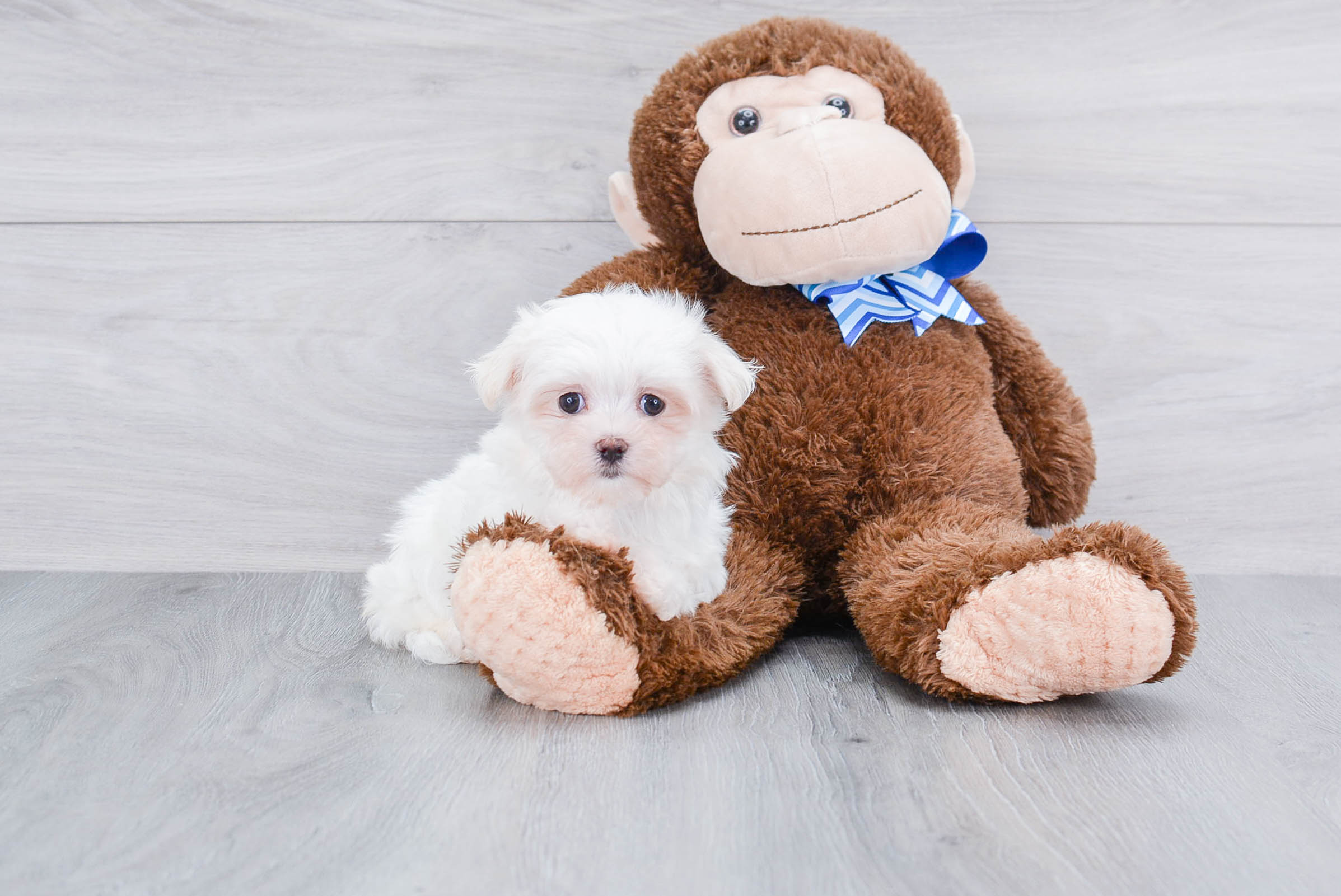 Maltese Pup Being Cute