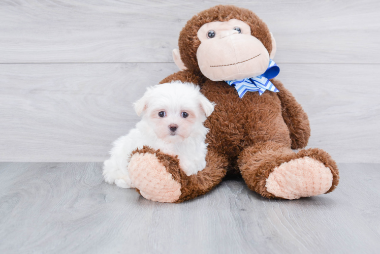 Maltese Pup Being Cute