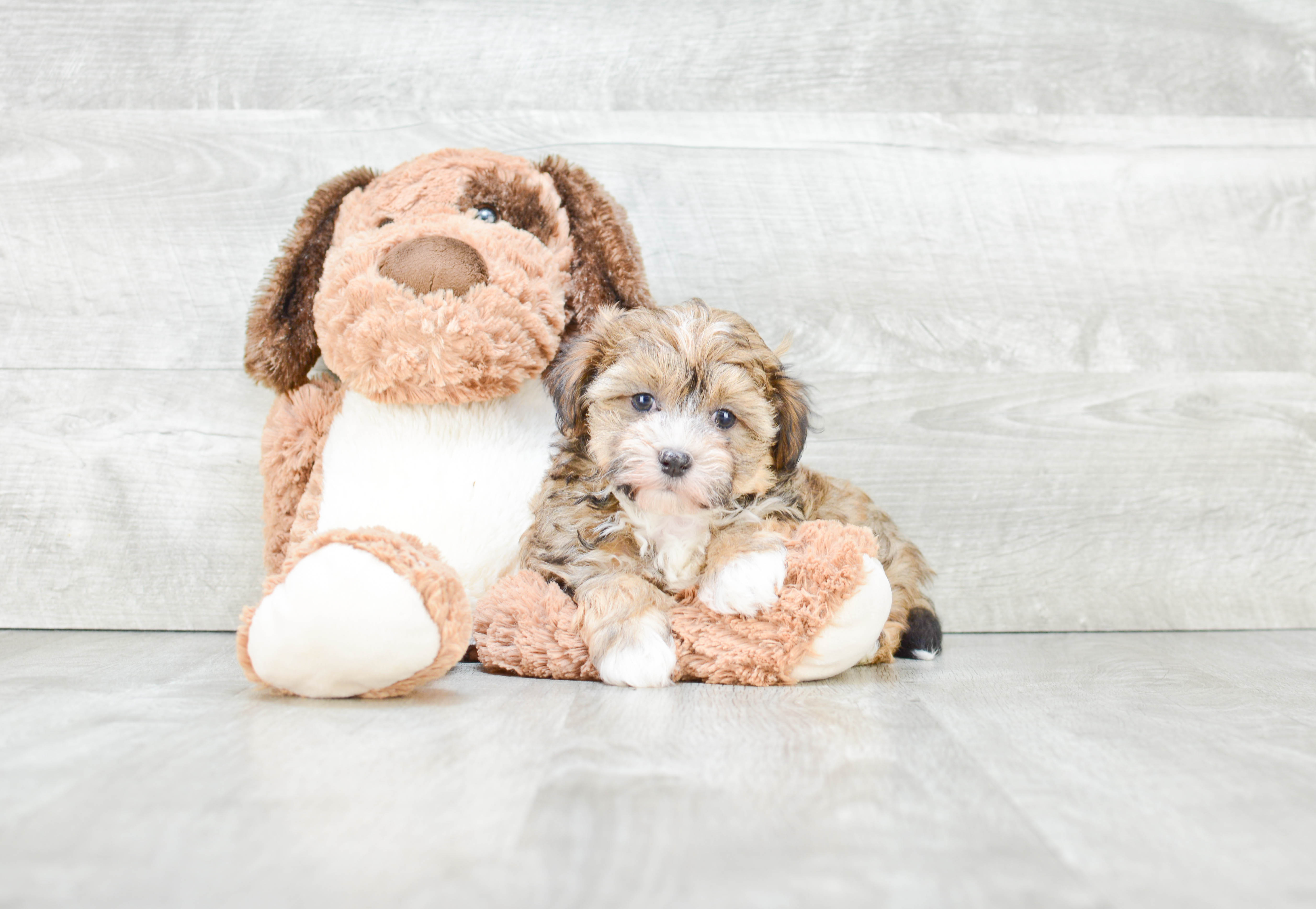 Best Havanese Baby