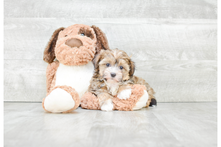 Best Havanese Baby