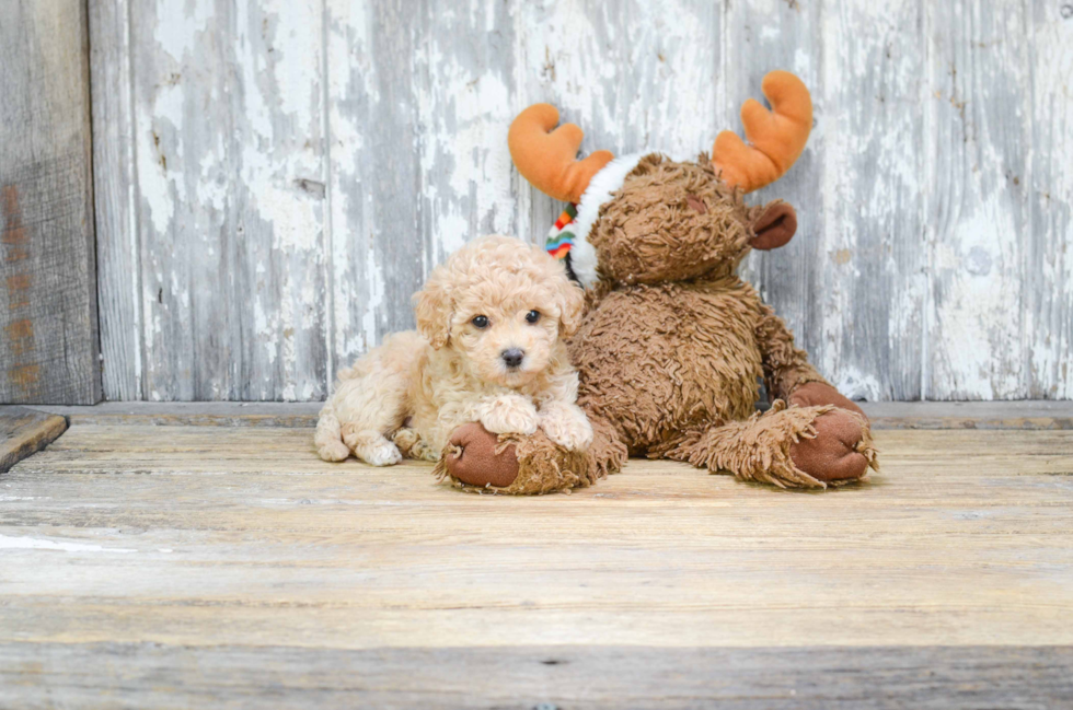 Best Maltipoo Baby