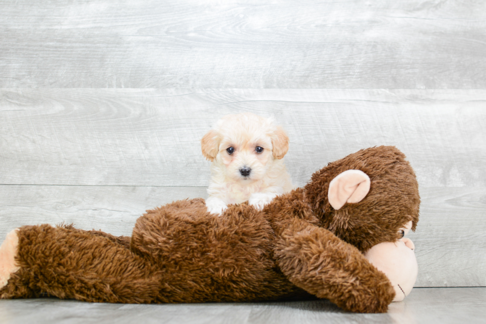 Best Maltipoo Baby