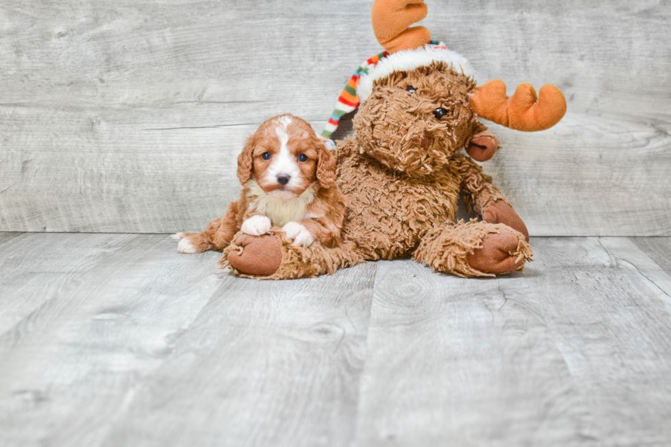 Cavapoo Pup Being Cute