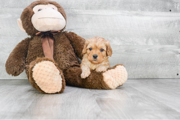 Cavapoo Pup Being Cute