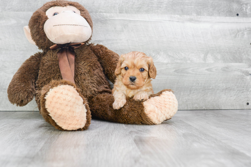 Cavapoo Pup Being Cute
