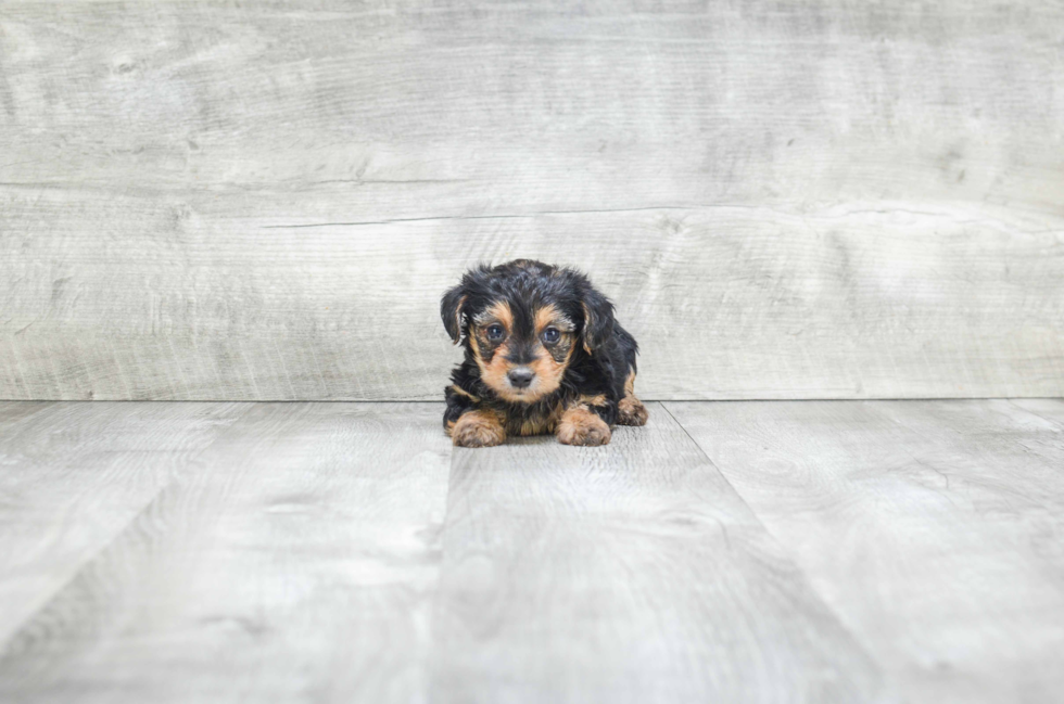 Yorkie Poo Pup Being Cute