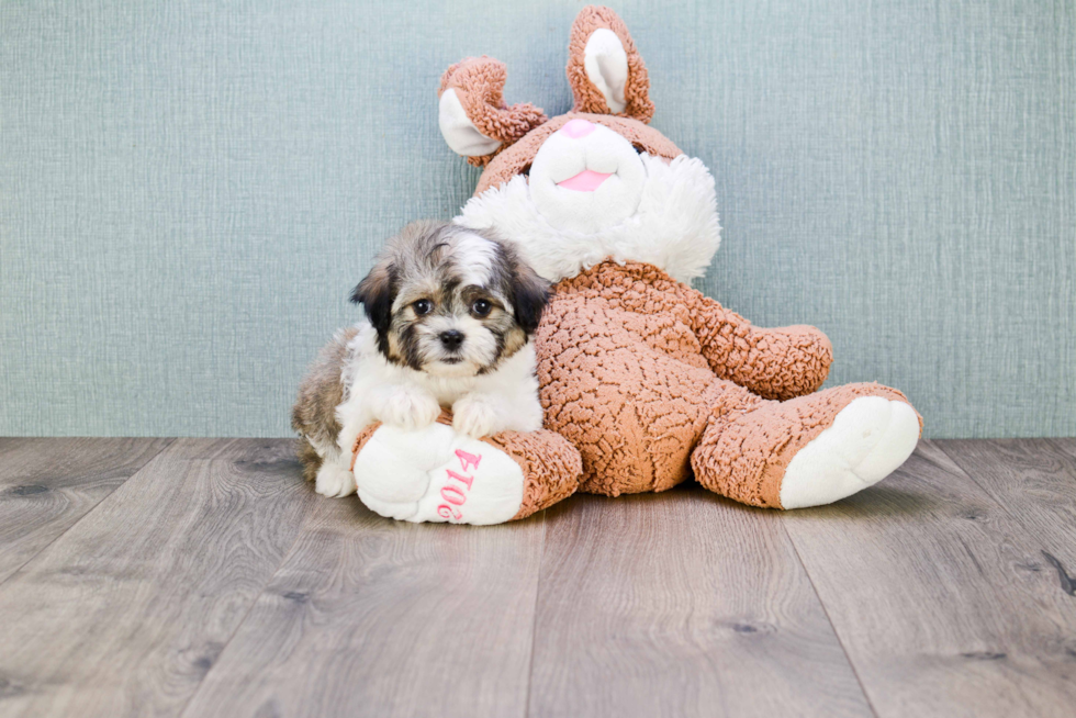 Fluffy Teddy Bear Designer Pup