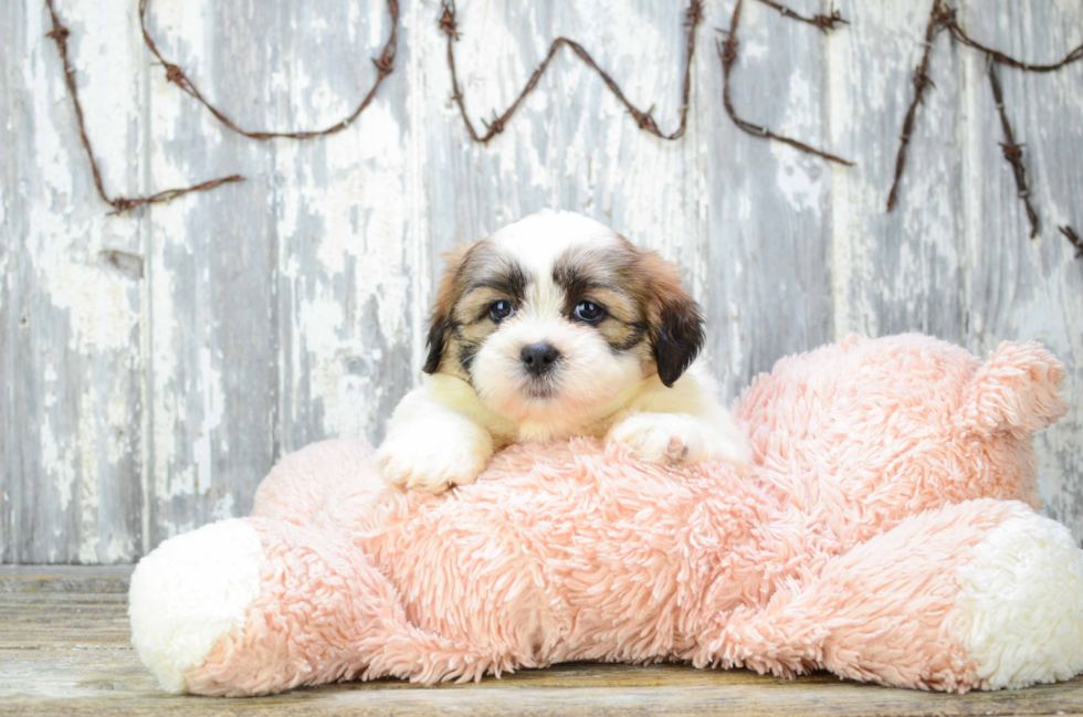 Teddy Bear Pup Being Cute