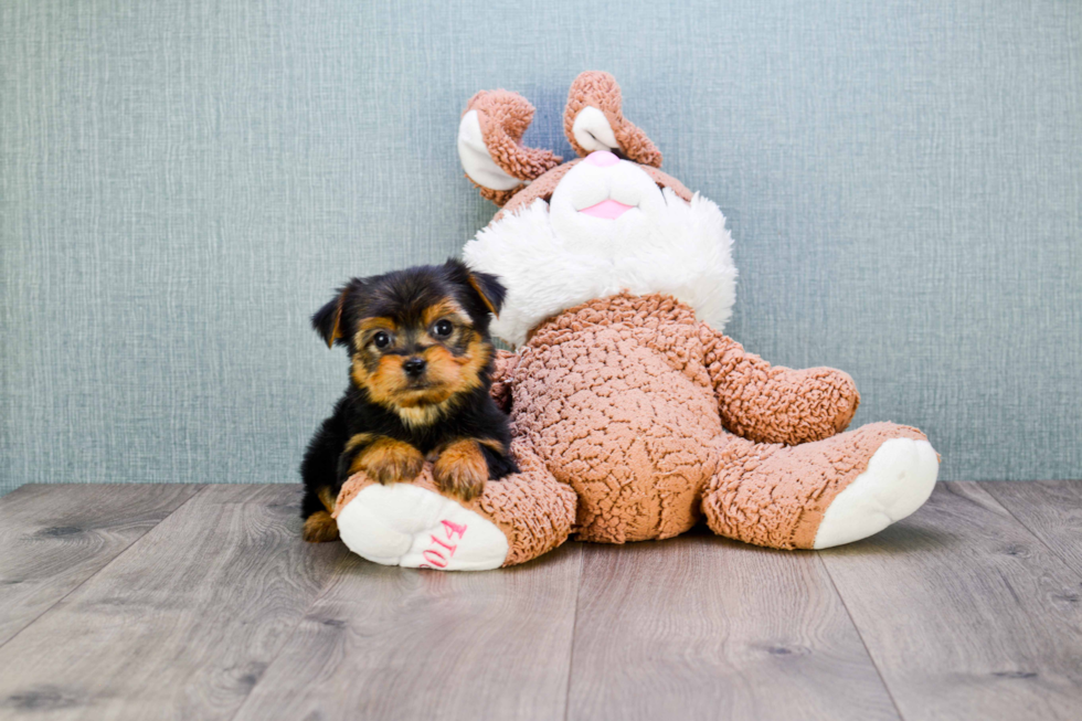 Meet Timmy - our Yorkshire Terrier Puppy Photo 