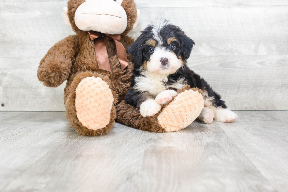 Popular Mini Bernedoodle Poodle Mix Pup