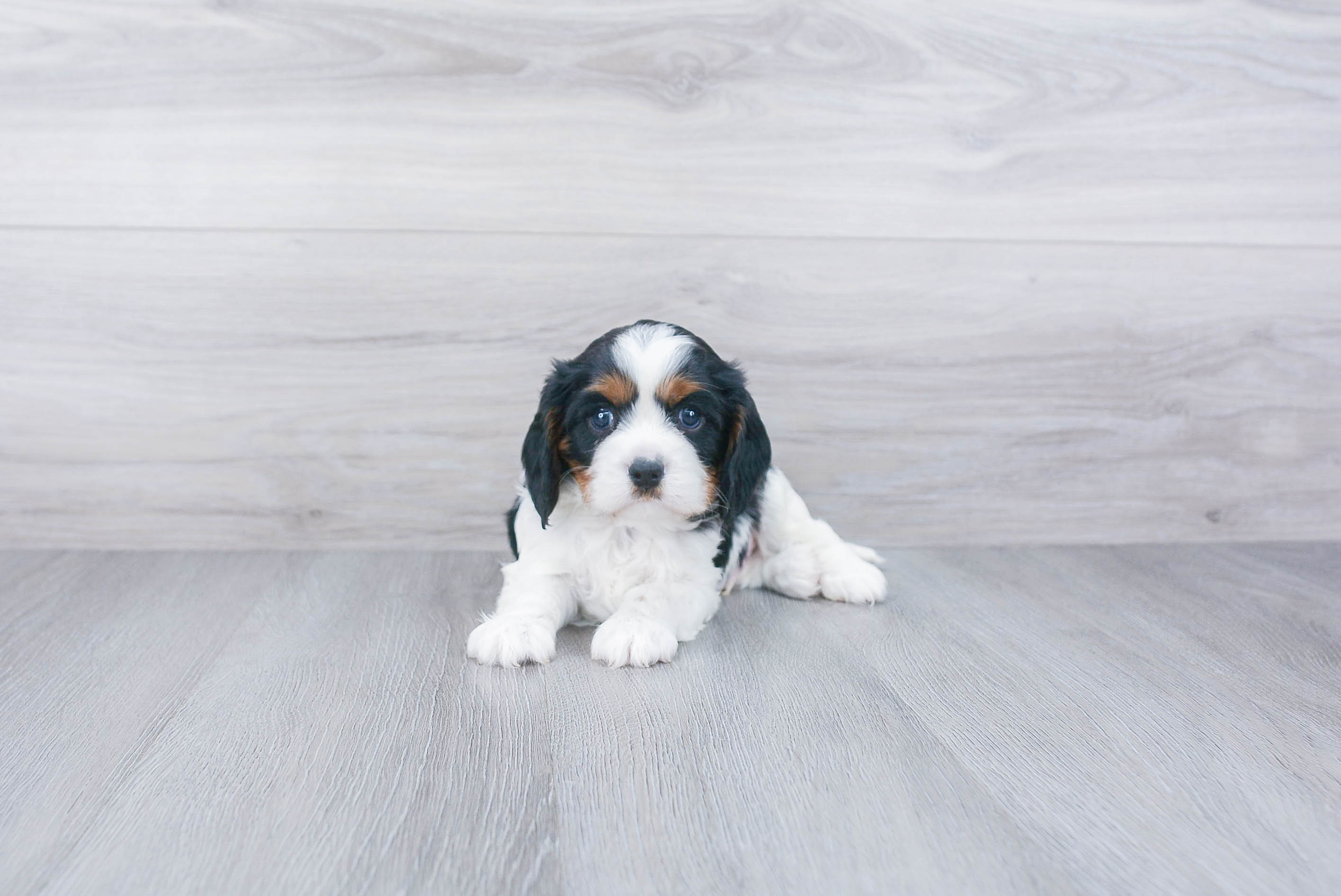 Cavalier King Charles Spaniel Puppy for Adoption