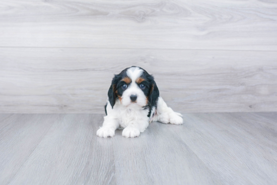 Cavalier King Charles Spaniel Puppy for Adoption