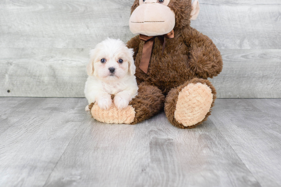 Little Cavalier Designer Puppy