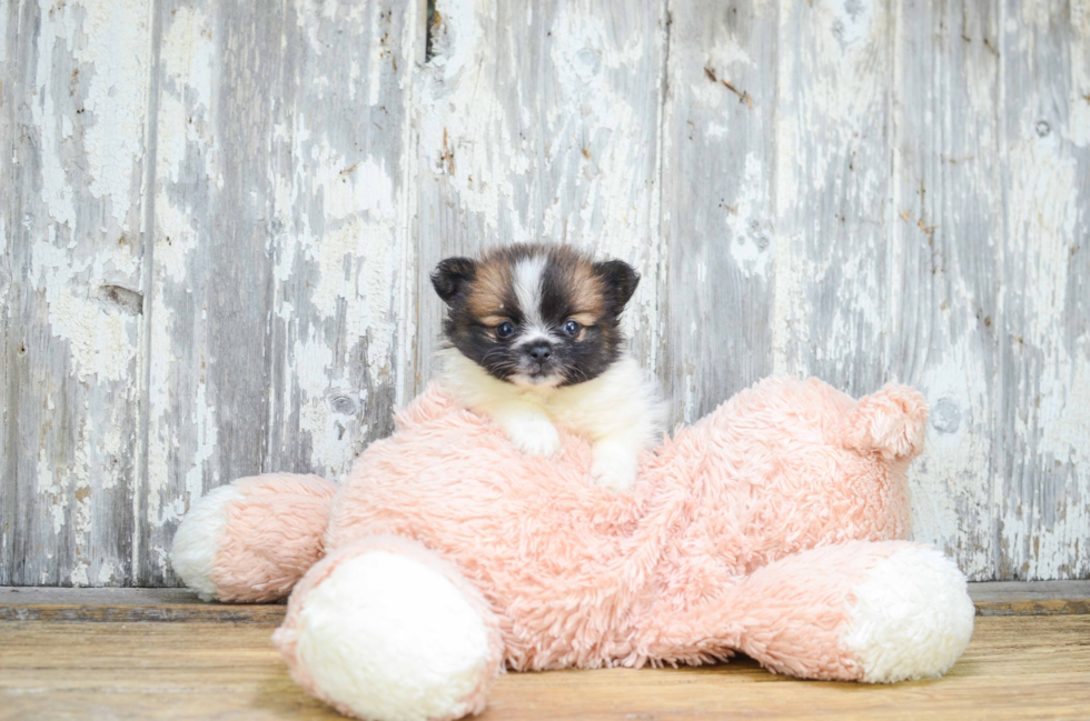 Friendly Pomeranian Purebred Pup