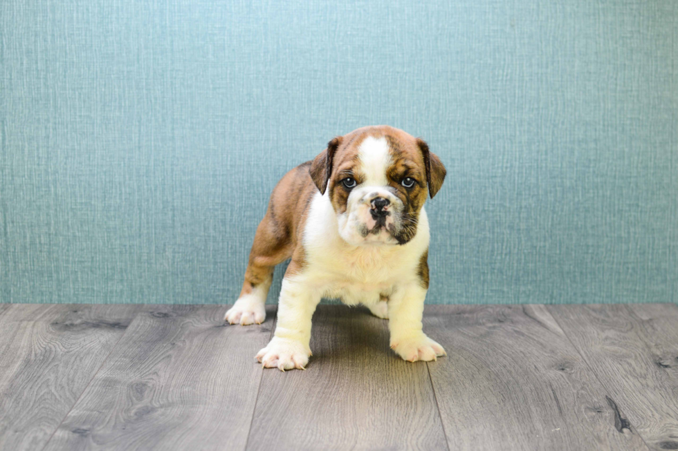 English Bulldog Pup Being Cute