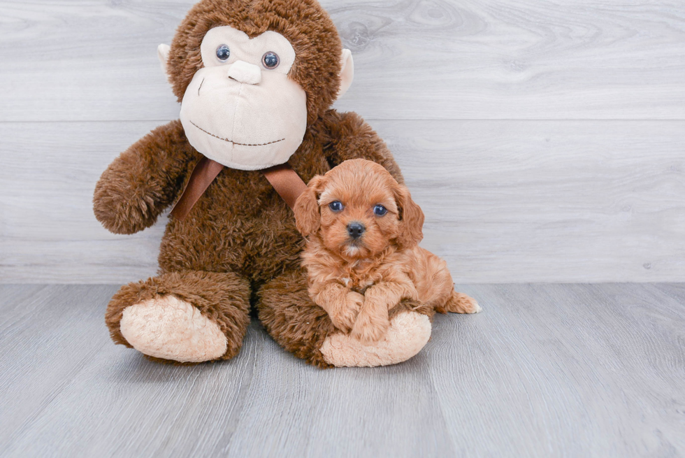 Energetic Cavoodle Poodle Mix Puppy