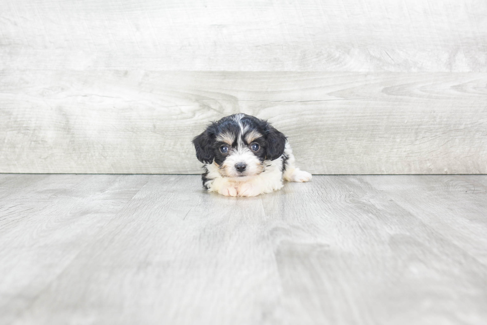 Cavachon Puppy for Adoption