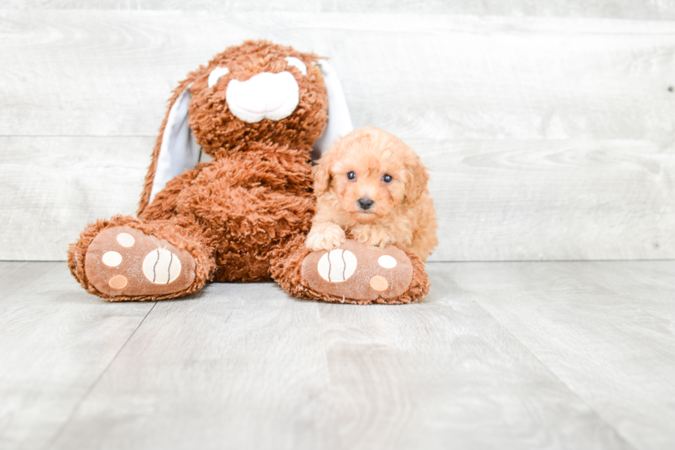 Little Poodle Purebred Pup